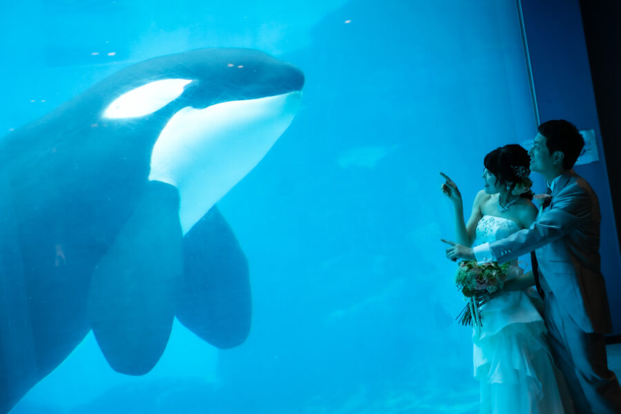 名古屋港水族館(シャチ)