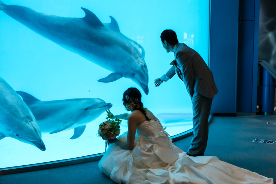 名古屋港水族館(イルカ)