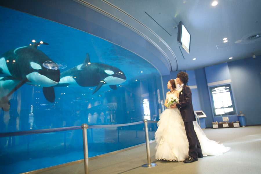 名古屋港水族館(シャチ)