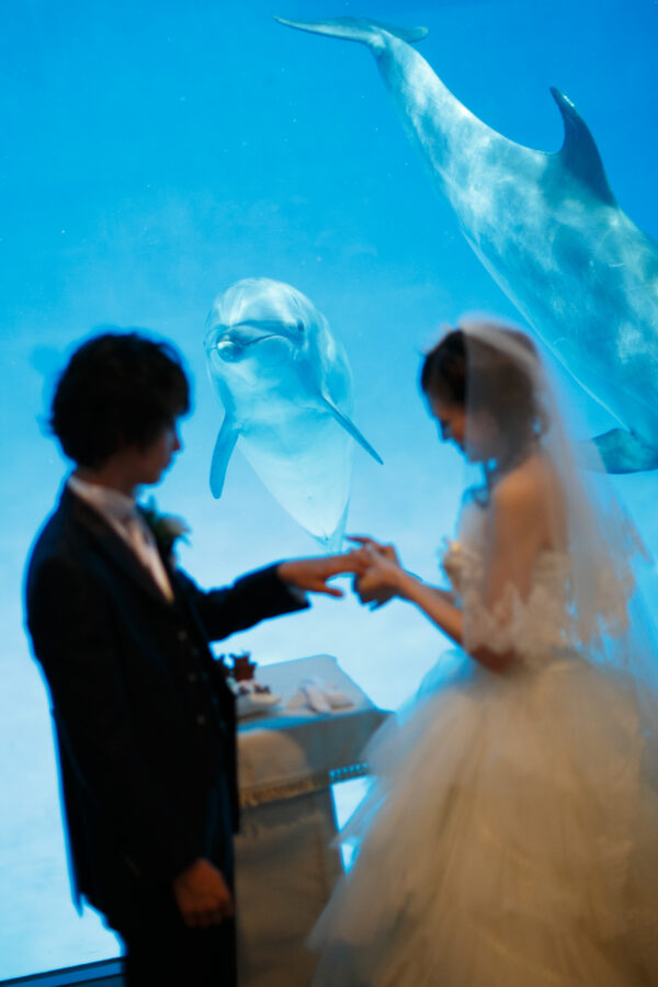 名古屋港水族館(イルカ)