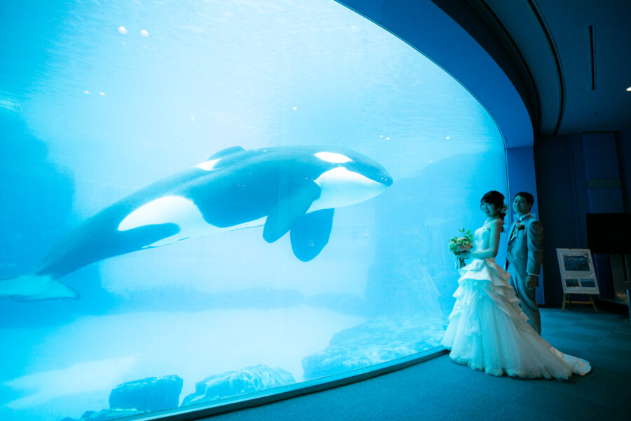 名古屋港水族館(シャチ)