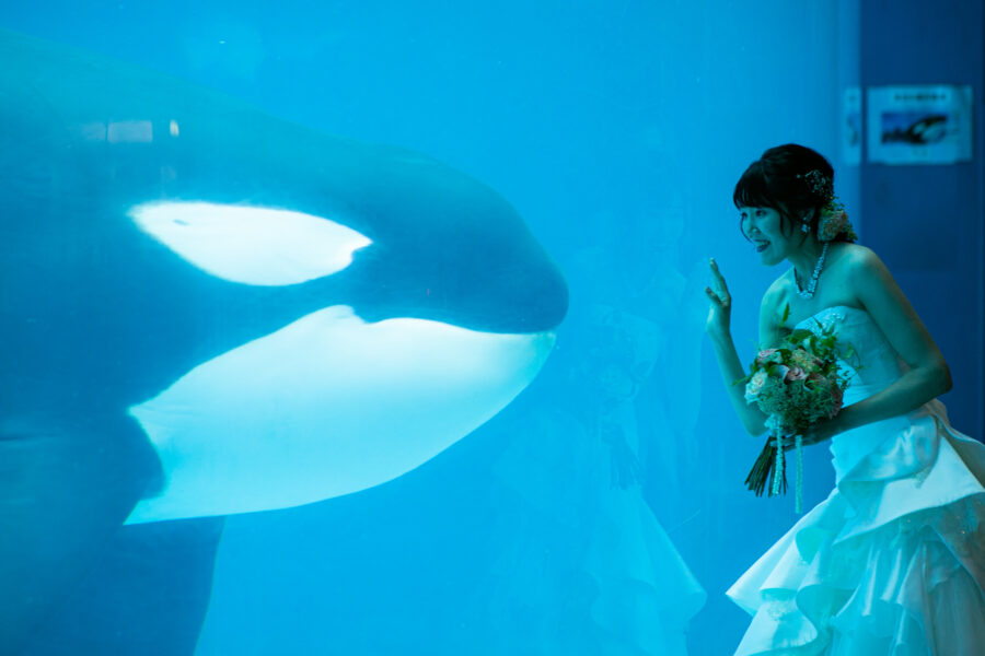 名古屋港水族館(シャチ)